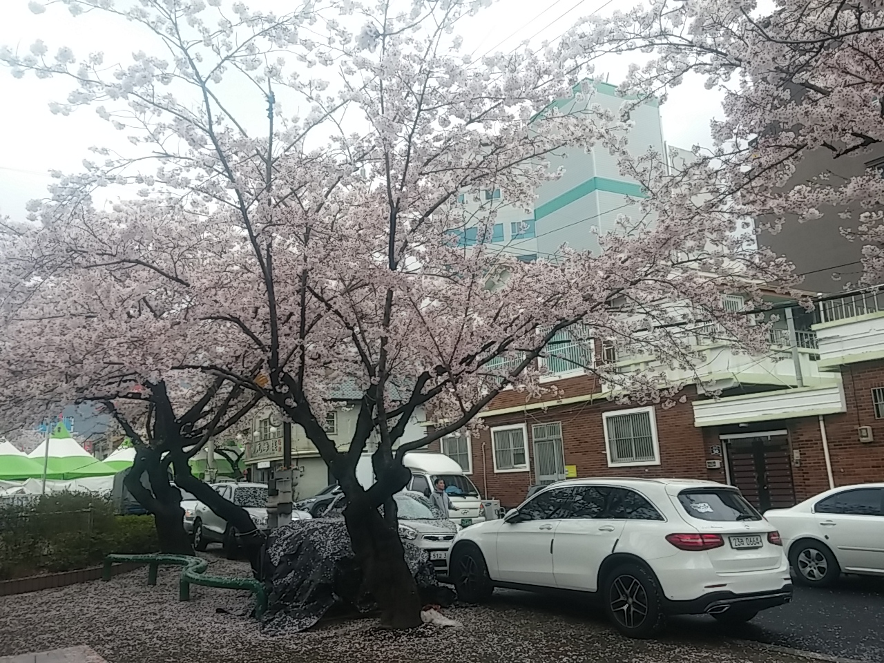 5ae3ea32513bb91f44de9235f4c60d37_1491754083_1015.jpg #진해 군항제 투어 #벚꽃