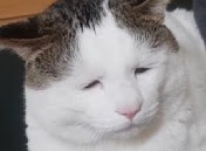 노숙자 고양이