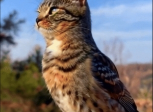 고새 (猫鳥)