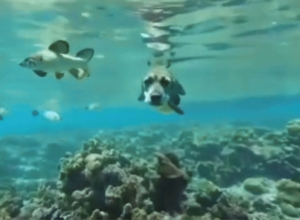 견어 (犬魚)